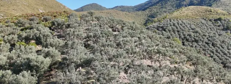 Champ d'olivier à cervano